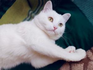Белоснежная булочка – кошка Лю 2