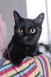 Чёрная кошка в добрые руки 4