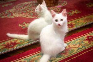Ищет дом белоснежный котенок.  1