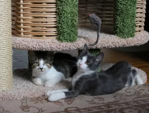 Космические котята Емеля и Тюл