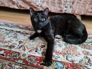 Котенок Карамелька, 5 месяцев. 1
