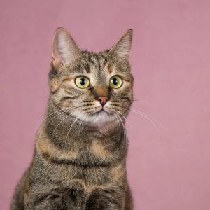 Кошка Стася – мисс Грациозност 3