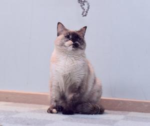 Тайская кошка Карамель ищет до 3