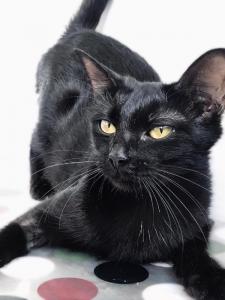 Чёрная кошка Раста в дар
