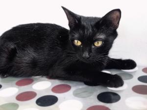 Чёрная кошка Раста в дар 4