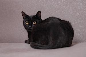 Чёрная кошка Раста в дар 3