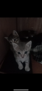Три котёнка.  1