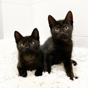 Милые чёрные котята в добрые р 1