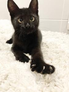 Милые чёрные котята в добрые р 3