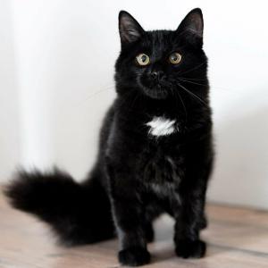 Шикарный, пушистый, чёрный кот 1