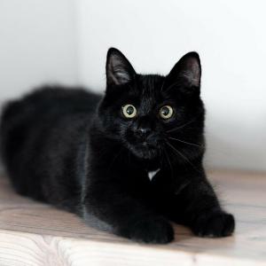 Шикарный, пушистый, чёрный кот 2