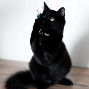 Шикарный, пушистый, чёрный кот 3