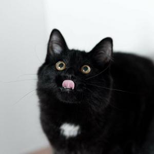 Шикарный, пушистый, чёрный кот 4