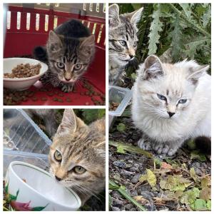 Три котёнка, которым нужен дом 1