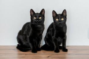 Милые чёрные котята в добрые р