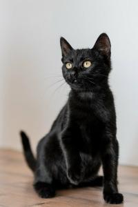 Милые чёрные котята в добрые р 2