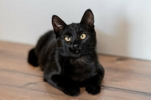 Милые чёрные котята в добрые р 3