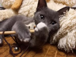 Серый котенок с синими глазами 4