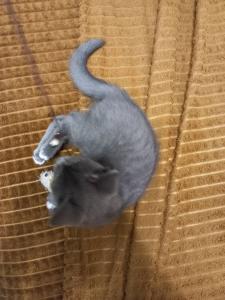 Серый котенок с синими глазами 3