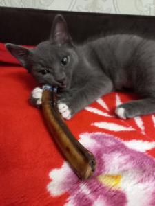 Серый котенок с синими глазами 2