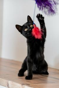 Милые чёрные котята в дар 4