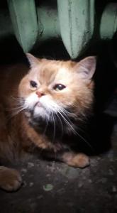 Рыжий персидский кот 1