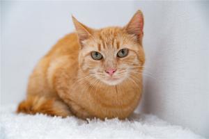 Рыжая кошка Мишаня в добрые ру 2