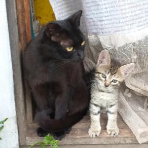 Две кошечки от кошки-мышеловки