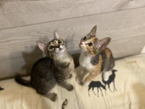 Ищут дом два чудесных котенка  1