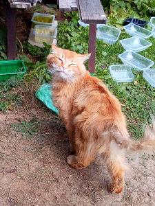 Солнечный котик Бонифаций! 1