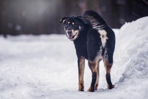 Статный Сангал в поисках дома. 3