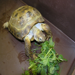 Как ухаживать за черепахой в домашних условиях  2