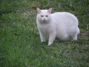 Потерялся (пропал) белый кот Тима